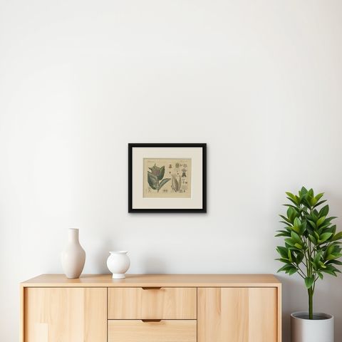 Common Milkweed with Seed Pods and Details, Antique Bertuch Print, circa 1818, shown framed on a wall, true to size