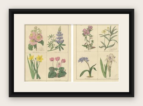 Antique Botanical Prints by B. Maund, Hand-Colored Pair, London c.1836, shown framed