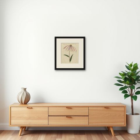 Purple Coneflower Echinacea, Antique Bertuch Print, circa 1810, shown framed on a wall, true to size