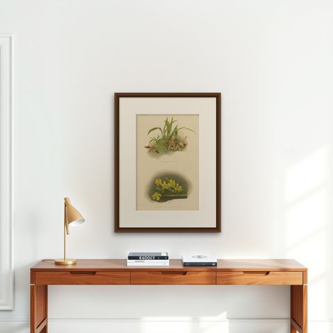 Victorian Botanical Orchid Print, Two Exotic Varieties, c.1888, shown framed on a wall, true to size