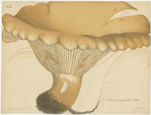 Set of 2 Antique Mycology Prints of Various Fungi by Barla, circa 1890, view 3