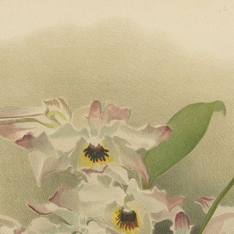 Large Antique Botanical Print, Orchid Dendrobium Melanodiscus, c.1888, close-up 5