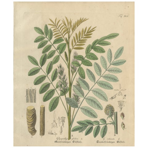 Antique Liquorice Botanical Print, Glycyrrhiza Glabra & Echinata, c.1831