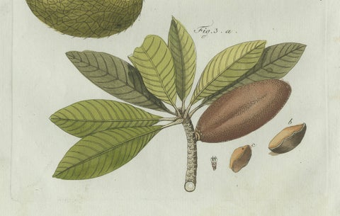 Original Antique Botanical Print of Tropical Fruits by Bertuch, c. 1800, close-up 3
