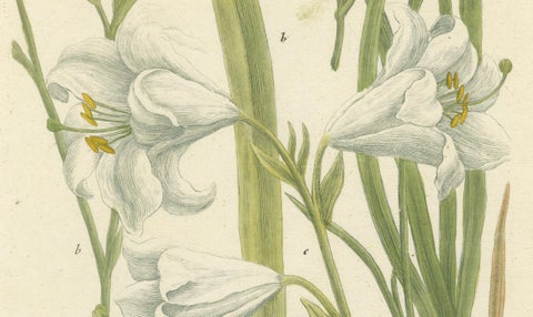 Hand-colored Mezzotint Engraving of a Lily from Johann Weinmann's Work, 1748, close-up 3