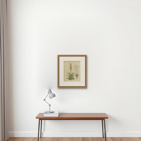Flowering Aloe with Umbellifer, Antique Bertuch Print, circa 1805, shown framed on a wall, true to size