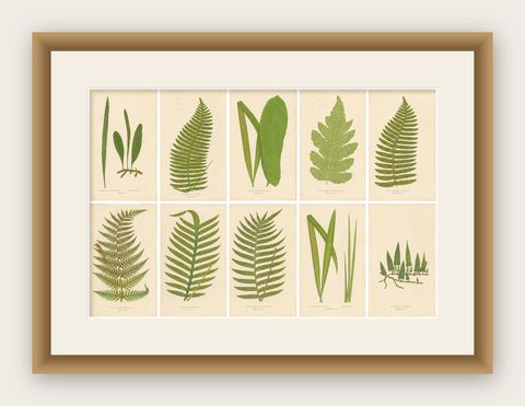 Set of 10 Original Antique Fern Lithographs by Edward J. Lowe, 1856, shown framed