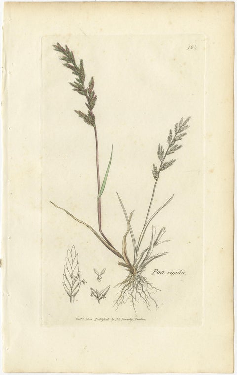 Set of 8 Antique Botanical Prints, Poa Grasses: Meadowgrass & Bluegrass ca.1830, view 5