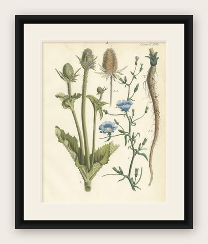 Hand-Colored Botanical Lithograph of Teasel and Chicory, Calwer, 1854, shown framed