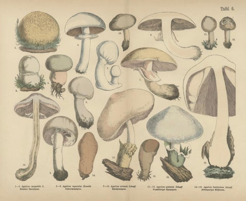 Agaricus Mushrooms, Antique Botanical Lithograph, German Mycology 1885, close-up 1