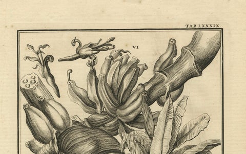 Biblical Botanical Print, Dudaim Melon Engraving by Corvinus, 1731, close-up 4