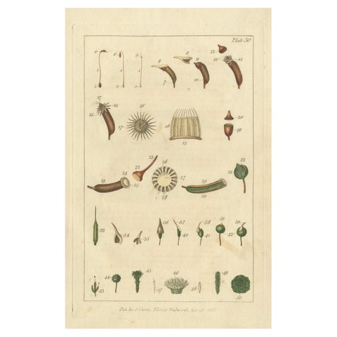 Botanical Study of Various Plant Structures in an Original Engraving, 1803