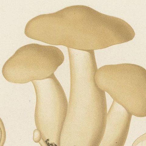 Antique Mycology Print of Oyster Mushrooms by E.M. Fries, circa 1860, close-up 1