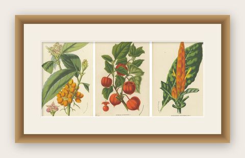 Van Houtte's Botanical Elegance: A Trio of Exotic Flora, Published in circa 1875, shown framed