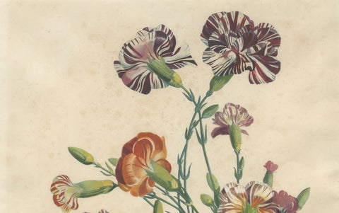 Antique Botanical Print of Carnations by Jean-Louis Prévost, 1805, close-up 2