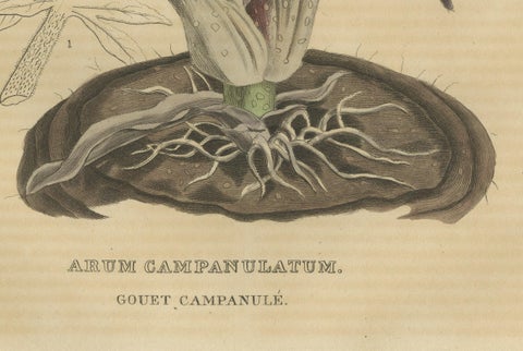 Velvet Majesty: The Bell-Shaped Arum, A Vintage Portrait of Botanical Splendor, close-up 2
