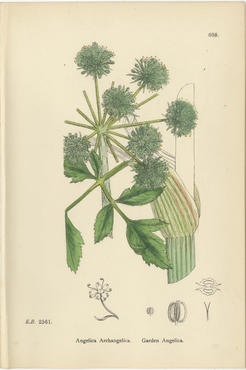Antique Herb Botanical Prints, Soft Green Palette, Set of Four c.1902, view 8