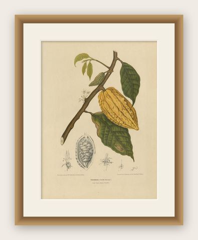 Antique Botany Print of a White Cacao Tree by Van Nooten, circa 1875, shown framed