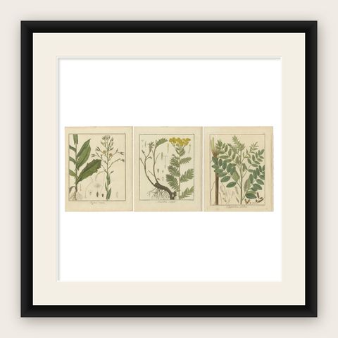 Wild Lettuce, Tansy, and Licorice: Botanical Illustrations from 1819, shown framed