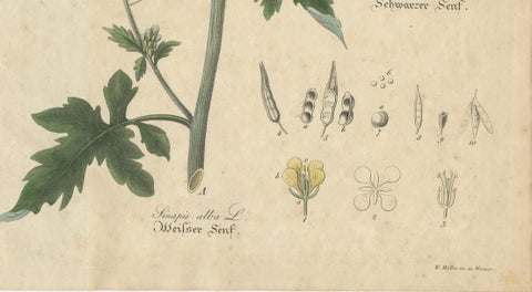 Antique Mustard Botanical Print, Sinapis Alba & Nigra, c.1831, close-up 3