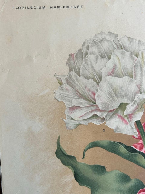 Charles Dickens & Obelisque Hyacinths, Set of Two Florilegium Prints c.1900, view 8