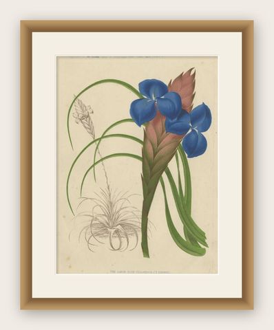Antique Print of a Handcolored Blue Tillandsia Plant, C.1878, shown framed
