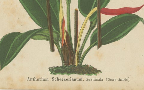 Vibrant Botanical Lithographs: Flamingo Flower and Sturt's Desert Pea, c.1855, close-up 2