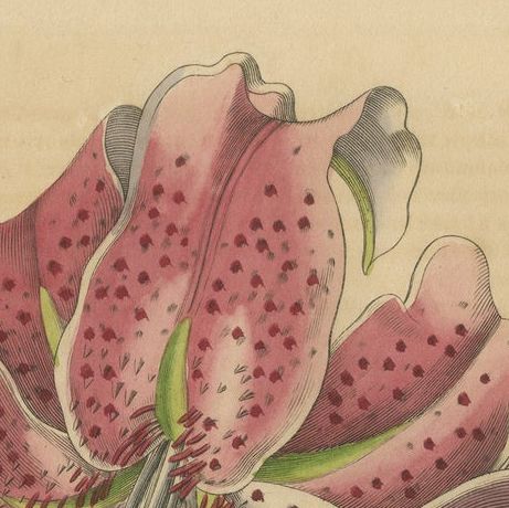 Lilium speciosum (Elegant Lily), Hand-Colored Botanical Engraving, ca.1825, close-up 6