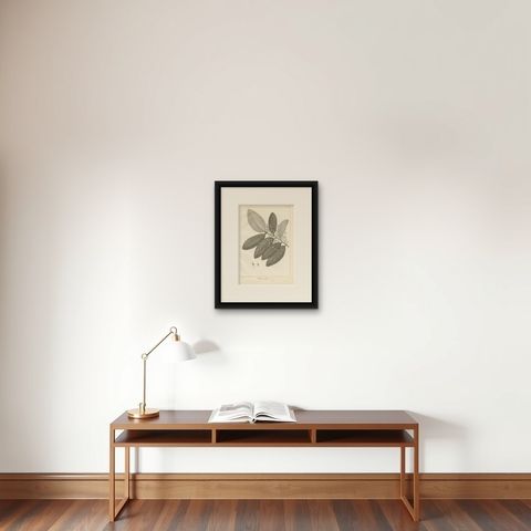 Antique Print of the Heritiera Fomes Mangrove Tree by Symes, 1800, shown framed on a wall, true to size