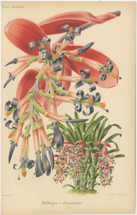 Stunning Bromeliads: Queen's Tears and Flaming Torch in Artful Display, c.1855, view 2