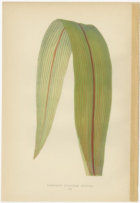 Set of 6 Botany Prints, Caladium Verschaffelt, Cordyline Indivisa, 1891, view 5