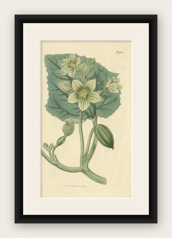 Antique Botany Print of Ecballium Elaterium by Curtis, 1817, shown framed