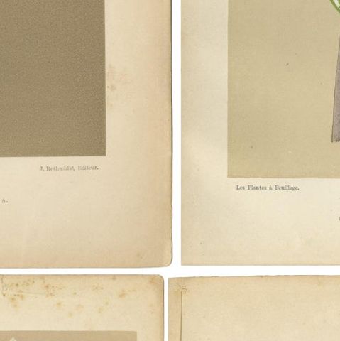 Vintage Botanical Elegance: A Study of Leaves and Patterns, Published in 1880, close-up 1