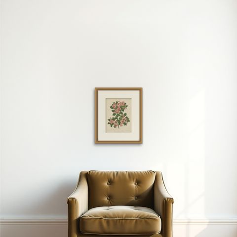 Antique Plant Print of the Crataegus Oxyacantha by G. Severeyns, 1879, shown framed on a wall, true to size