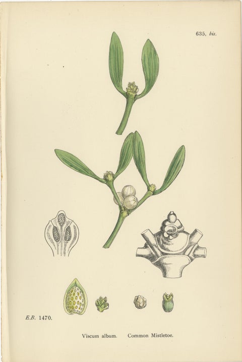 Set of 10 Antique Botanical Prints, English Botany 1902, British Wild Flowers, view 2