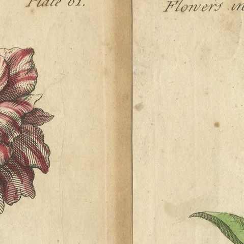 Antique Print of the Mountain Lily and Rosa Mundi, 1747, close-up 1