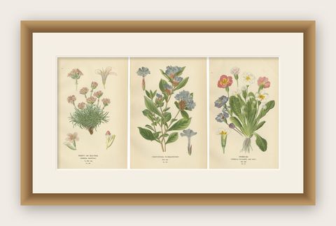 1897 Original Antique Botanical Prints, Sea-Pink, Ceratostigma, and Primrose, shown framed