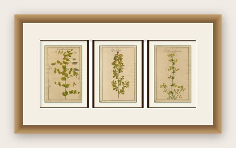 Set of 3 Rare Botanical Engravings, Cracca, Lotus & Foenugracum, ca.1690, shown framed