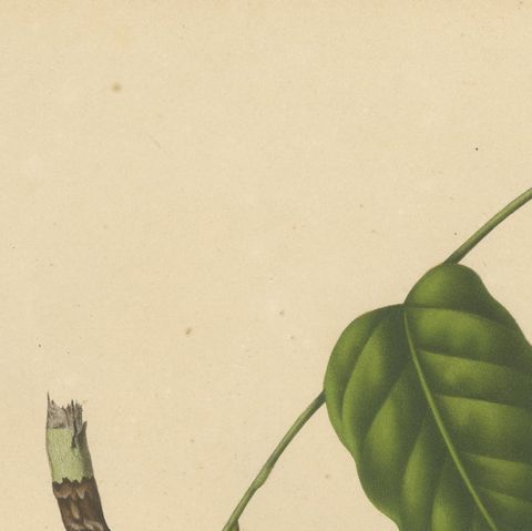 Original Antique Botanical Chromolithograph of the Asian Fruit Langsat, c.1880, close-up 5