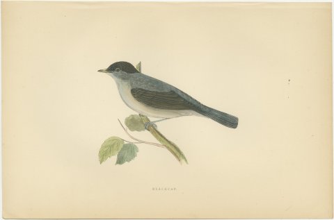 Blackcap with Hanging Leaves, Hand Colored Wood Engraving, Morris, 1896, view 2