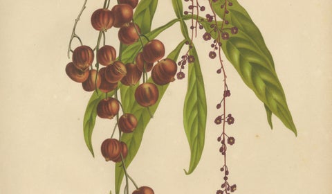 Original Antique Winged Lychee Botanical Print by Hoola van Nooten, 1880, close-up 3