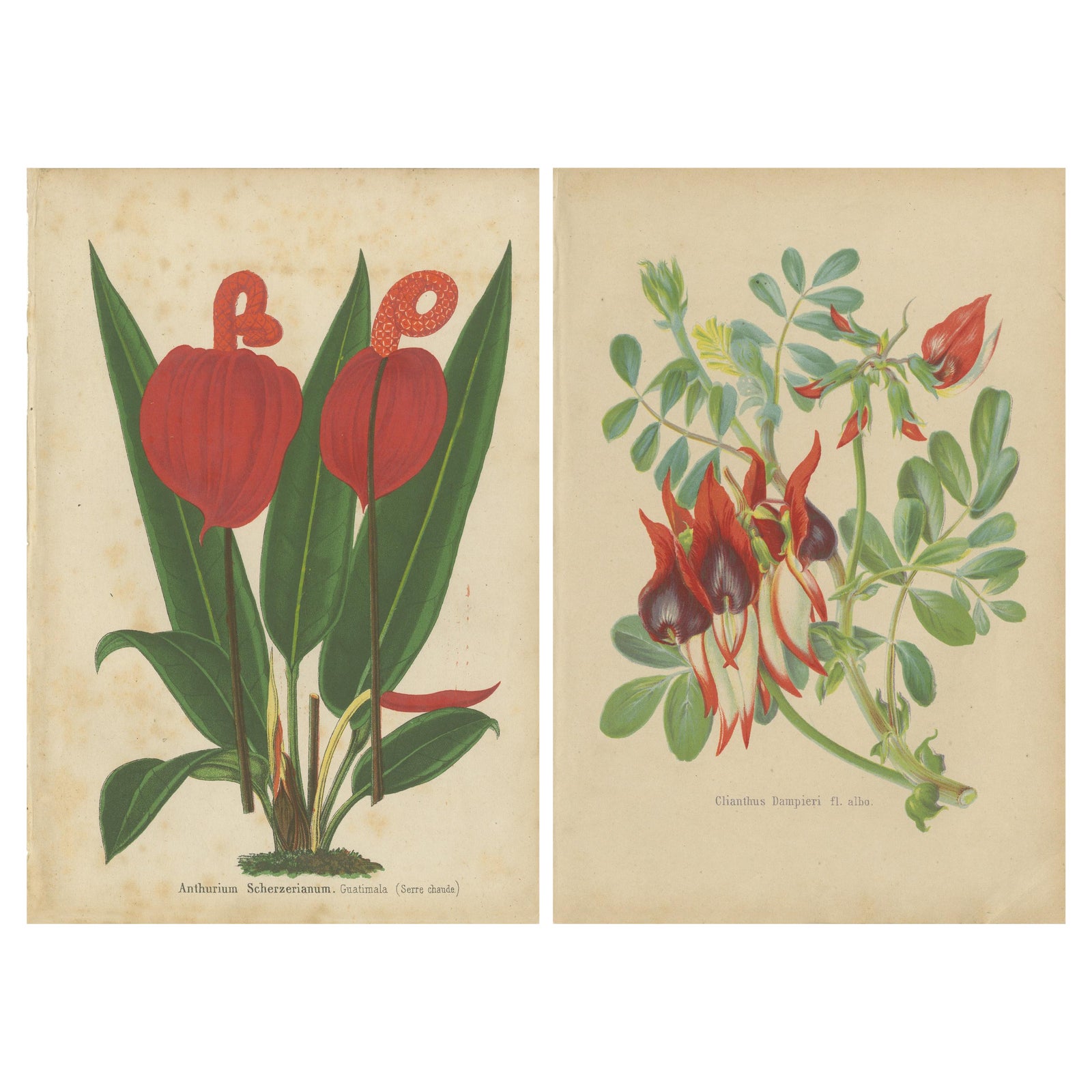 Vibrant Botanical Lithographs: Flamingo Flower and Sturt's Desert Pea, c.1855