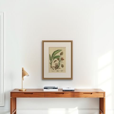 Botanical Illustration of White Turmeric (Curcuma zedoaria) by Blackwell, 1696, shown framed on a wall, true to size