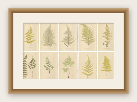 Antique Victorian Fern Botanical Prints, Gymnogramma Plates Wall Art 1856, shown framed