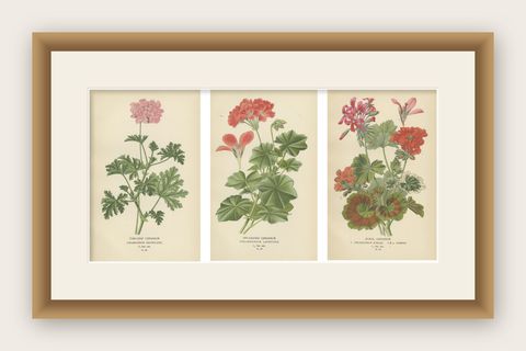 Heritage Blooms: A Triptych of Geranium Varietals, 1896, shown framed