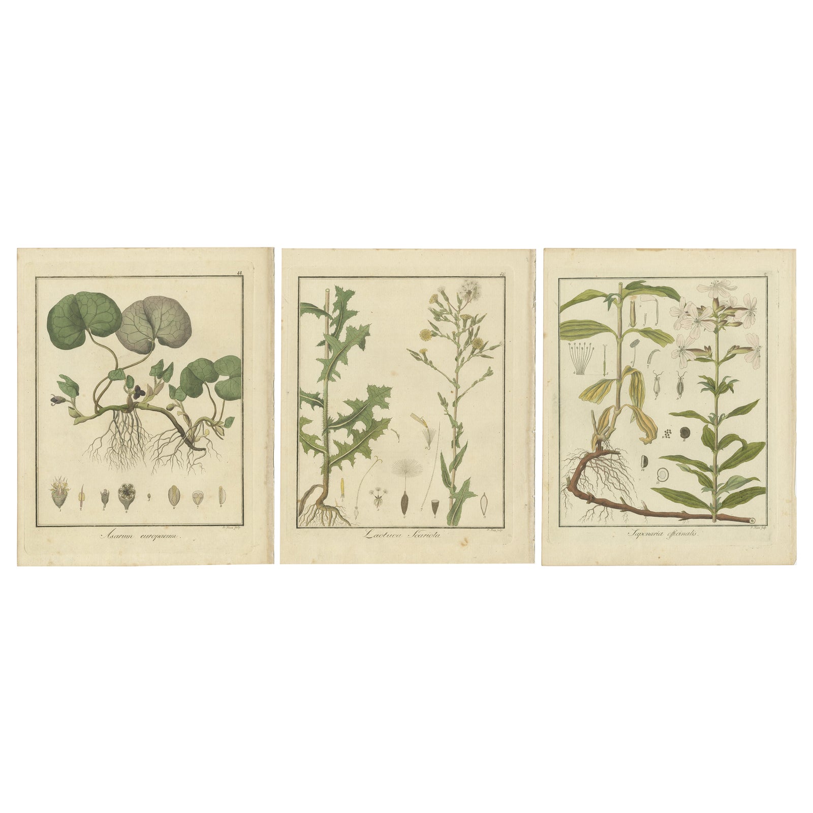 Engravings of European Wild Ginger, Prickly Lettuce, and Common Soapwort, 1819