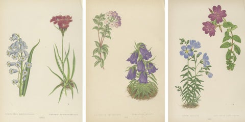 Victorian Triptych of Alpine Flowers from Alpine Plants by David Wooster 1874, view 5