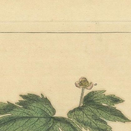 Antique Botany Print of Hydrastis Canadensis, '1759', close-up 1