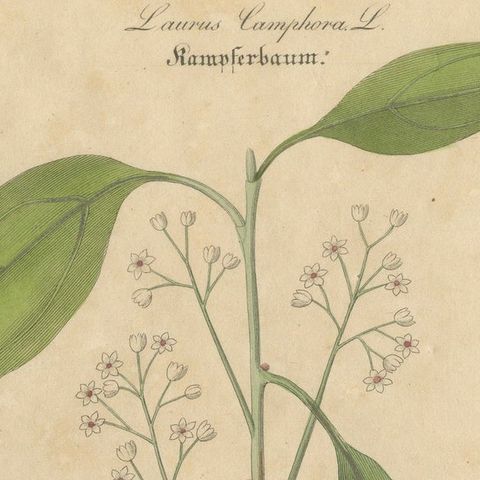 Antique Camphor Botanical Print, Laurus Camphora, Hand Colored, c.1831, close-up 4