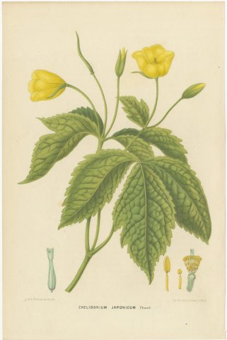 Chelidonium Japonicum, Yellow Flowered Poppy Chromolithograph, 1859, view 2